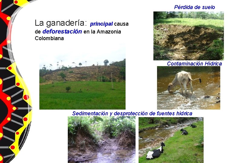 Pérdida de suelo La ganadería: principal causa de deforestación en la Amazonia Colombiana Contaminación
