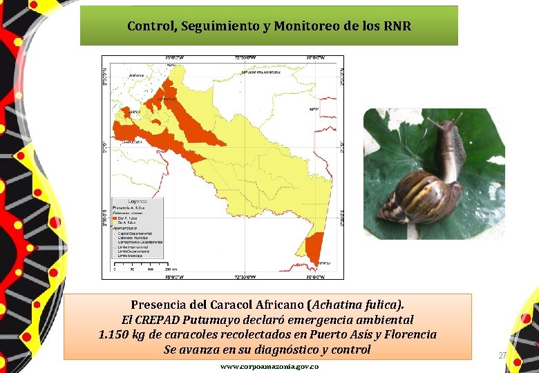 Control, Seguimiento y Monitoreo de los RNR Presencia del Caracol Africano (Achatina fulica). El