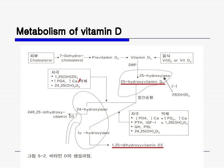 Metabolism of vitamin D 
