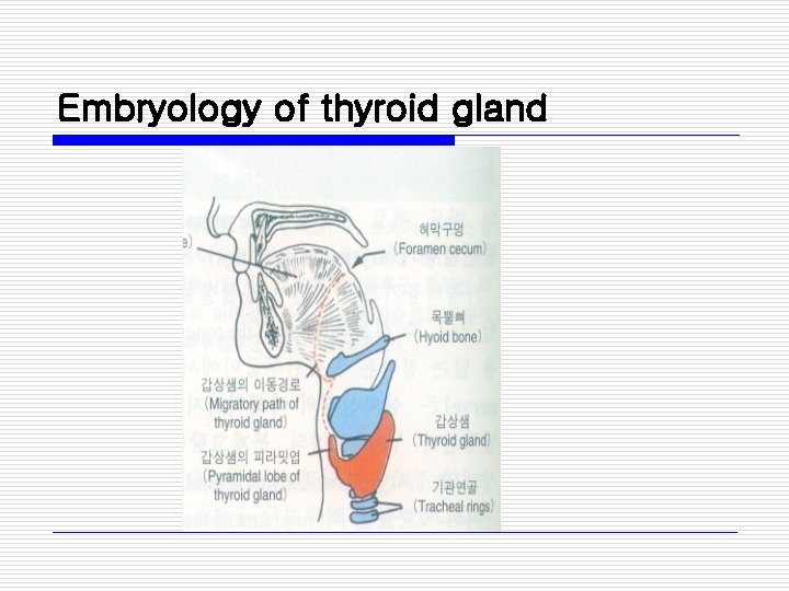 Embryology of thyroid gland 