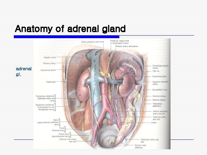 Anatomy of adrenal gland adrenal gl. 