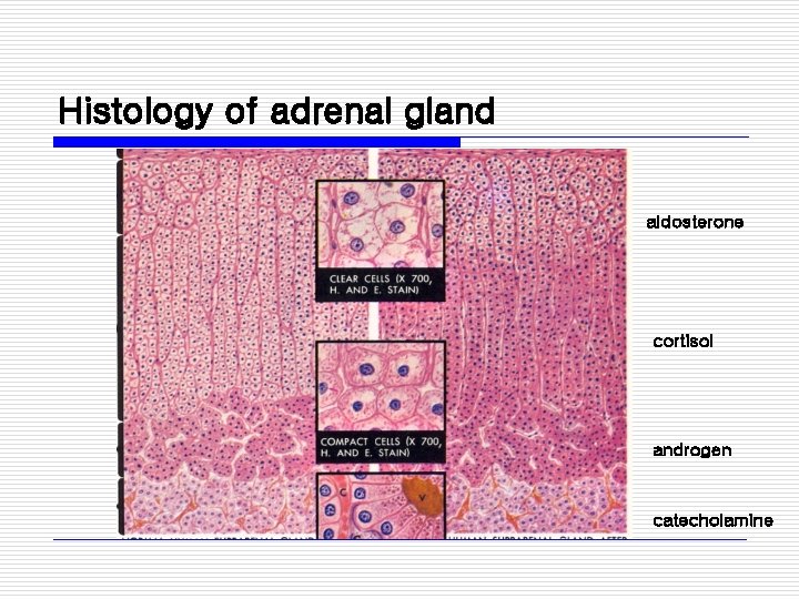 Histology of adrenal gland aldosterone cortisol androgen catecholamine 