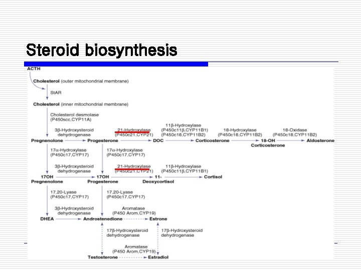 Steroid biosynthesis 