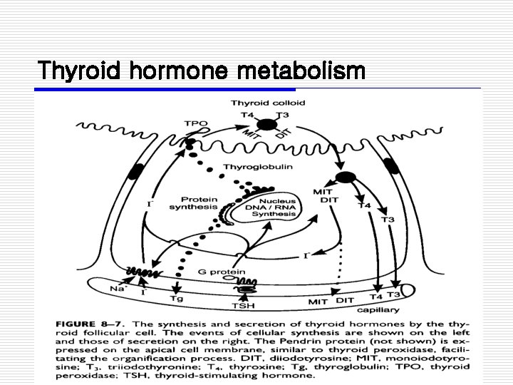 Thyroid hormone metabolism 