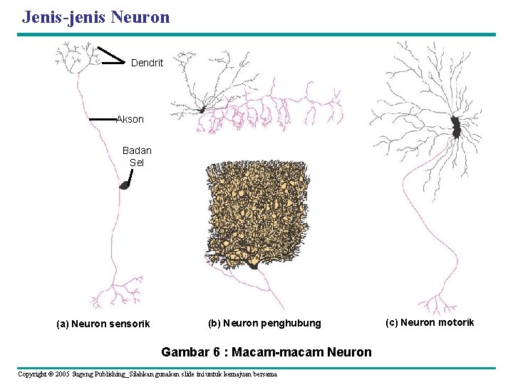 Jenis-jenis Neuron Dendrit Akson Badan Sel (a) Neuron sensorik (b) Neuron penghubung Gambar 6