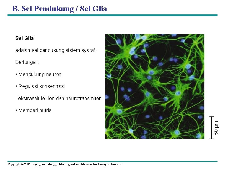  B. Sel Pendukung / Sel Glia adalah sel pendukung sistem syaraf. Berfungsi :