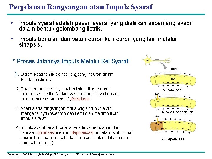 Perjalanan Rangsangan atau Impuls Syaraf • Impuls syaraf adalah pesan syaraf yang dialirkan sepanjang