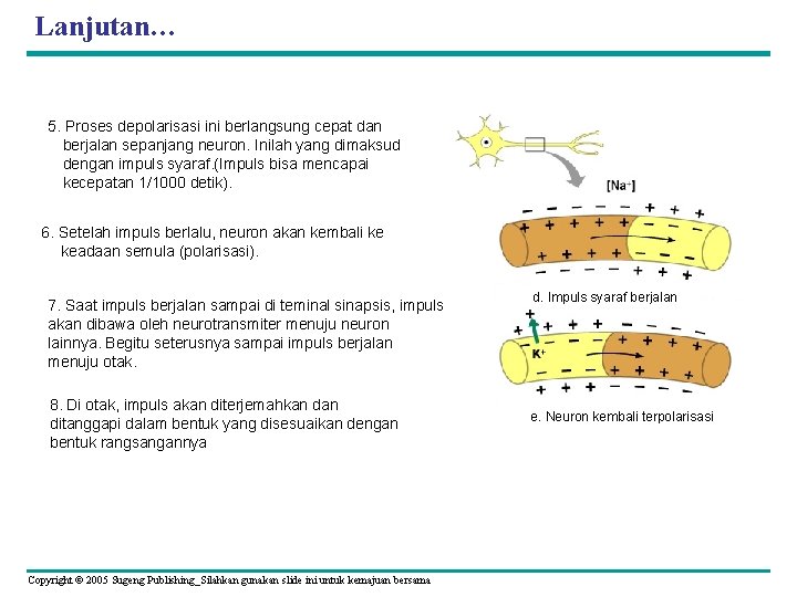 Lanjutan… 5. Proses depolarisasi ini berlangsung cepat dan berjalan sepanjang neuron. Inilah yang dimaksud