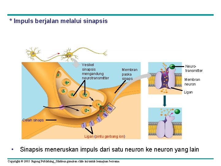 * Impuls berjalan melalui sinapsis Vesikel sinapsis mengandung neurotransmitter Membran paska sinaps Neurotransmitter Membran