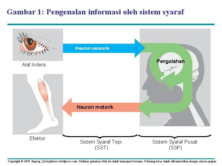 Gambar 1: Pengenalan informasi oleh sistem syaraf Neuron sensorik Pengolahan Alat Indera Neuron motorik