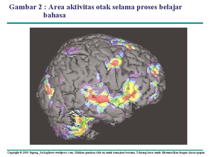 Gambar 2 : Area aktivitas otak selama proses belajar bahasa Copyright © 2008 Sugeng