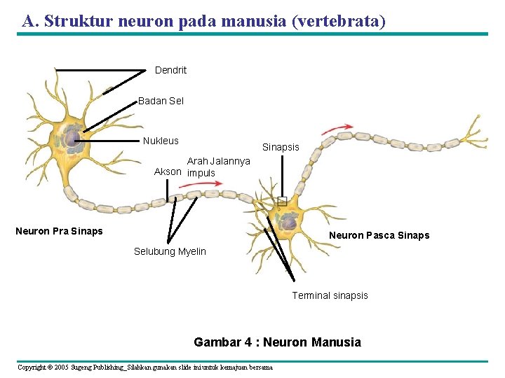 A. Struktur neuron pada manusia (vertebrata) Dendrit Badan Sel Nukleus Sinapsis Arah Jalannya Akson