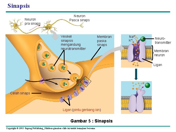 Sinapsis Neuron pra sinaps Neuron Pasca sinaps Vesikel sinapsis mengandung neurotransmitter Membran paska sinaps