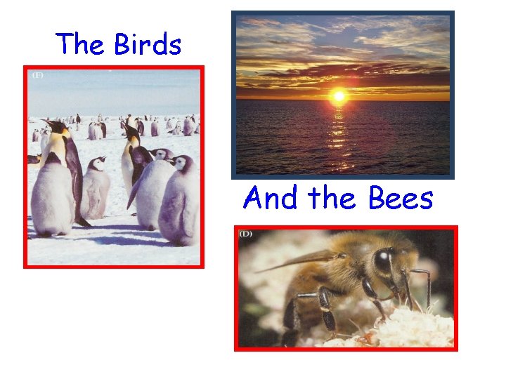 The Birds And the Bees 