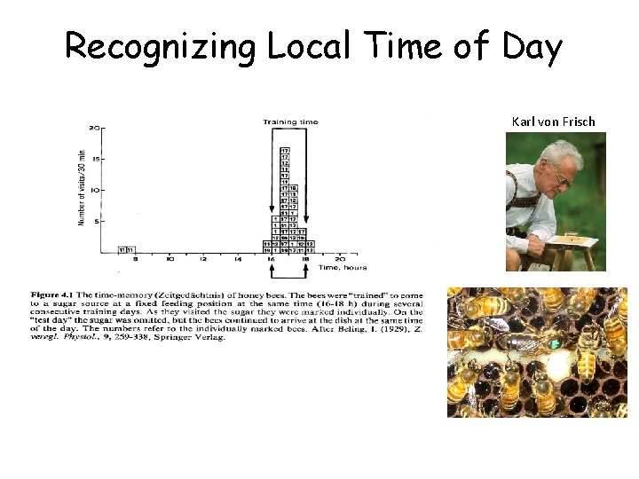 Recognizing Local Time of Day Karl von Frisch 