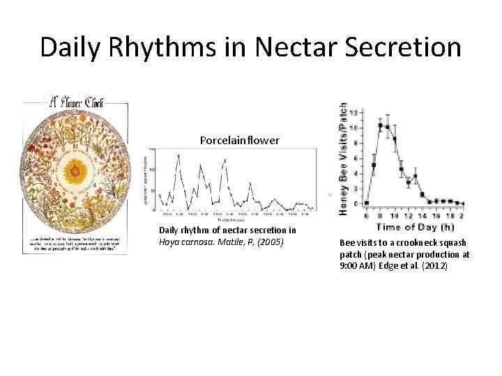 Daily Rhythms in Nectar Secretion Porcelainflower Daily rhythm of nectar secretion in Hoya carnosa.