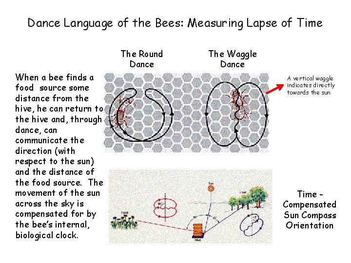 Dance Language of the Bees: Measuring Lapse of Time The Round Dance When a