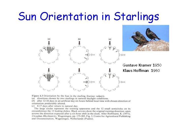 Sun Orientation in Starlings Gustave Kramer 1950 Klaus Hoffman 1960 
