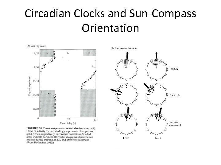 Circadian Clocks and Sun-Compass Orientation 