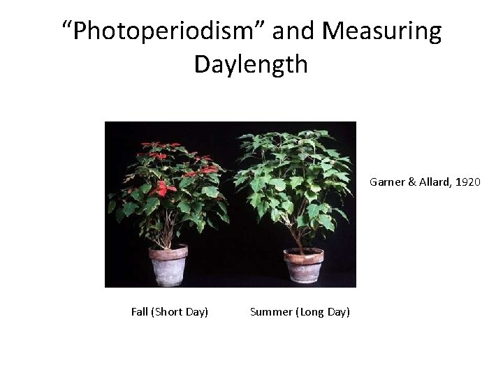 “Photoperiodism” and Measuring Daylength Garner & Allard, 1920 Fall (Short Day) Summer (Long Day)