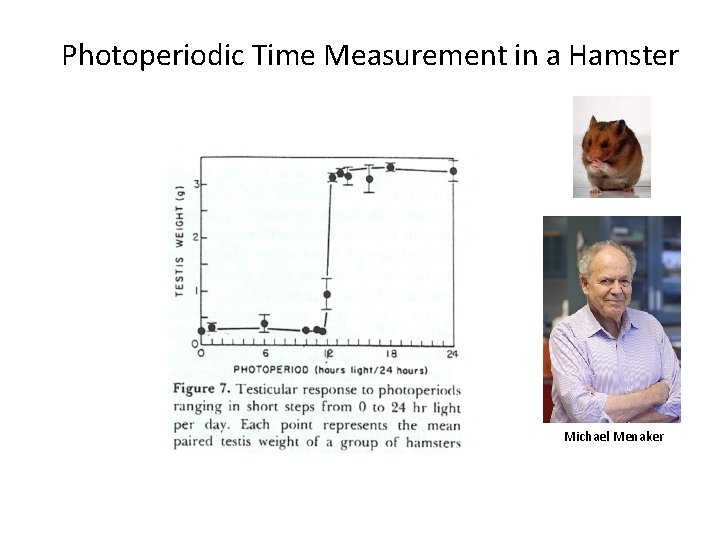 Photoperiodic Time Measurement in a Hamster Michael Menaker 