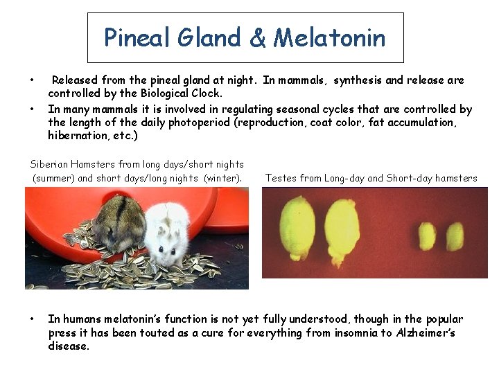Pineal Gland & Melatonin • • Released from the pineal gland at night. In