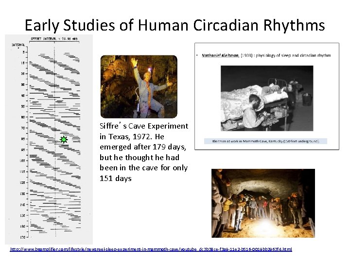 Early Studies of Human Circadian Rhythms Siffre’s Cave Experiment in Texas, 1972. He emerged