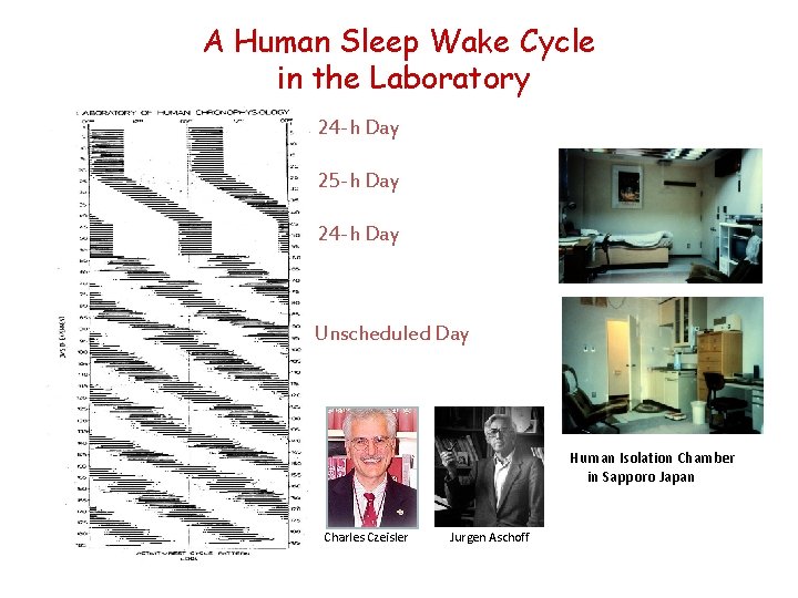 A Human Sleep Wake Cycle in the Laboratory 24 -h Day 25 -h Day