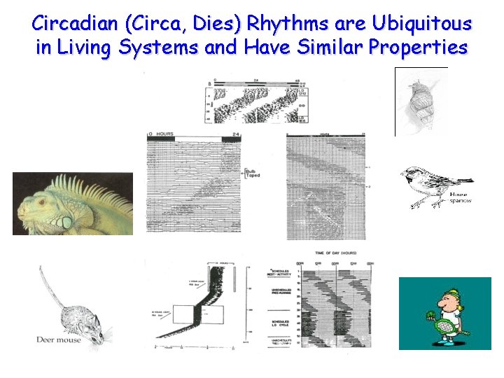 Circadian (Circa, Dies) Rhythms are Ubiquitous in Living Systems and Have Similar Properties 