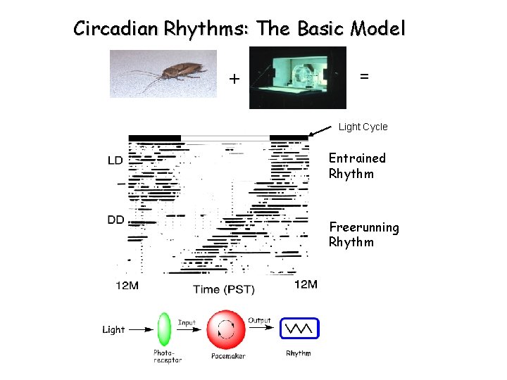 Circadian Rhythms: The Basic Model + = Light Cycle Entrained Rhythm Freerunning Rhythm 