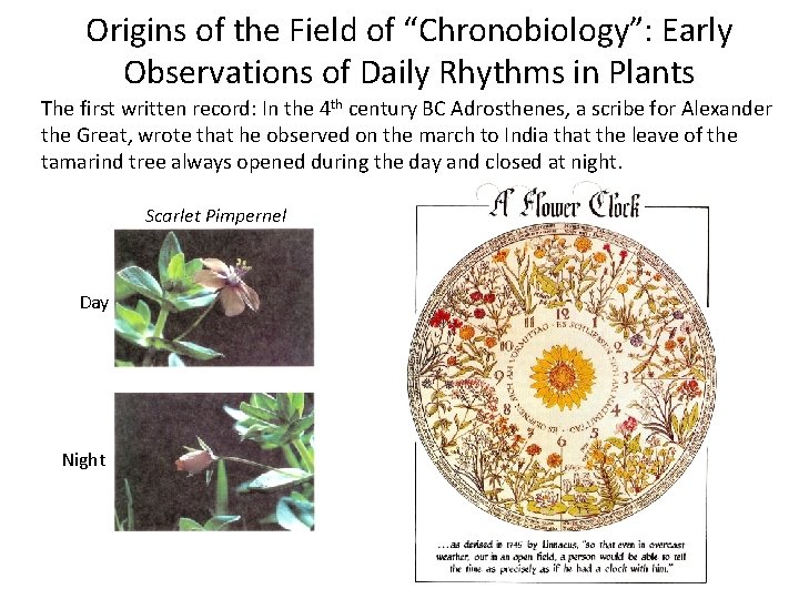 Origins of the Field of “Chronobiology”: Early Observations of Daily Rhythms in Plants The