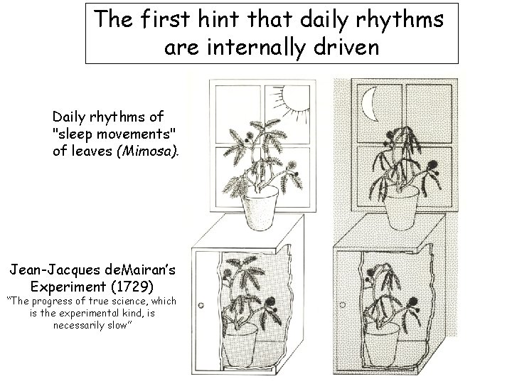 The first hint that daily rhythms are internally driven Daily rhythms of "sleep movements"