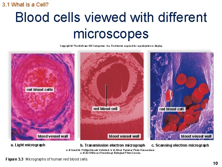 3. 1 What is a Cell? Blood cells viewed with different microscopes Copyright ©