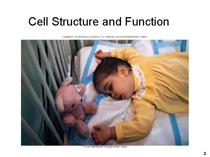 Cell Structure and Function 2 