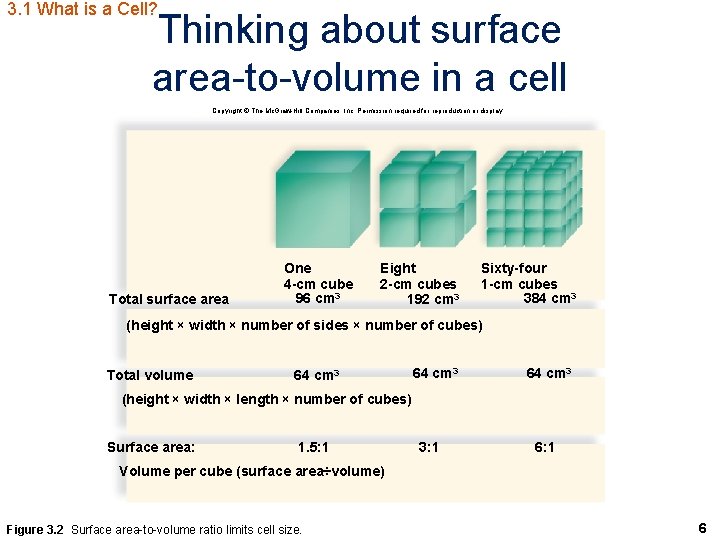 3. 1 What is a Cell? Thinking about surface area-to-volume in a cell Copyright