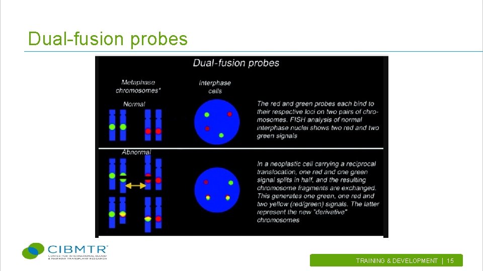 Dual-fusion probes TRAINING & DEVELOPMENT | 15. 