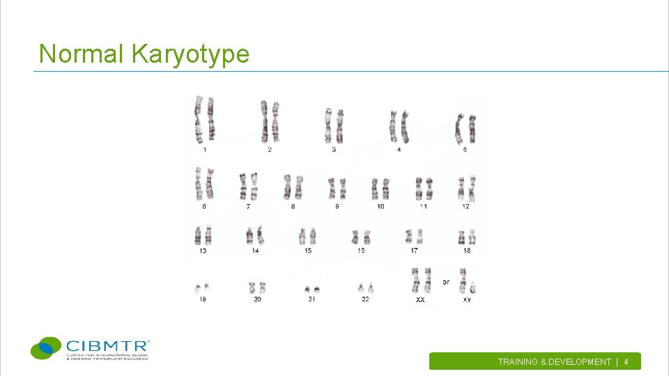 Normal Karyotype TRAINING & DEVELOPMENT | 4. 