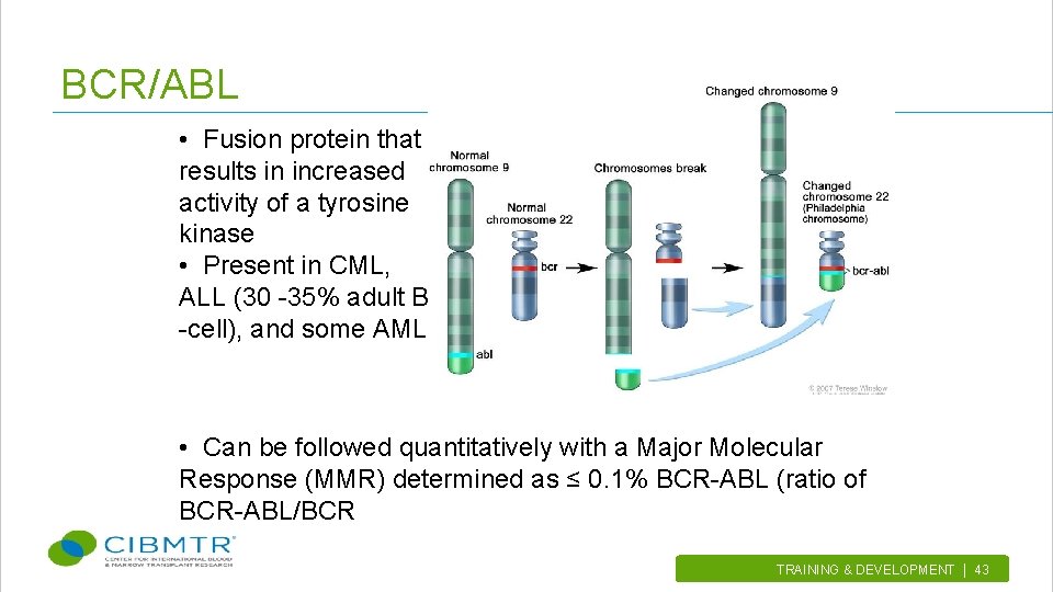 BCR/ABL • Fusion protein that results in increased activity of a tyrosine kinase •