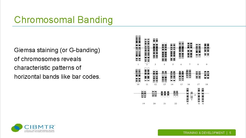 Chromosomal Banding Giemsa staining (or G-banding) of chromosomes reveals characteristic patterns of horizontal bands