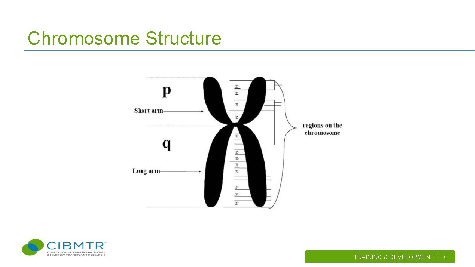 Chromosome Structure TRAINING & DEVELOPMENT | 7. 