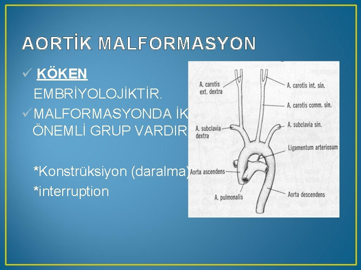 AORTİK MALFORMASYON ü KÖKEN EMBRİYOLOJİKTİR. üMALFORMASYONDA İKİ ÖNEMLİ GRUP VARDIR. *Konstrüksiyon (daralma) *interruption 