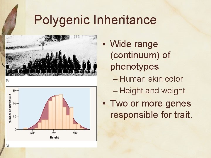 Polygenic Inheritance • Wide range (continuum) of phenotypes – Human skin color – Height