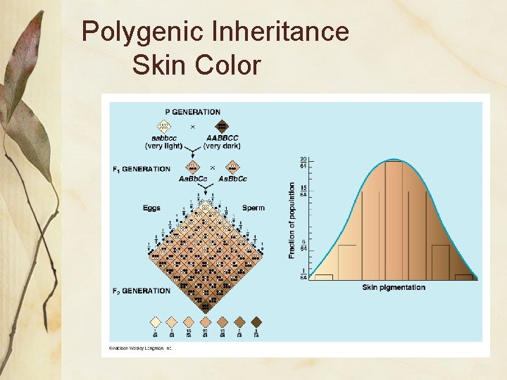 Polygenic Inheritance Skin Color 