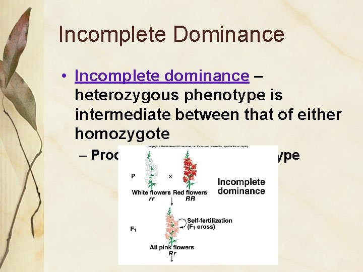 Incomplete Dominance • Incomplete dominance – heterozygous phenotype is intermediate between that of either