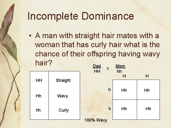 Incomplete Dominance • A man with straight hair mates with a woman that has