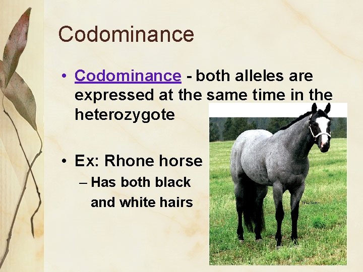 Codominance • Codominance - both alleles are expressed at the same time in the