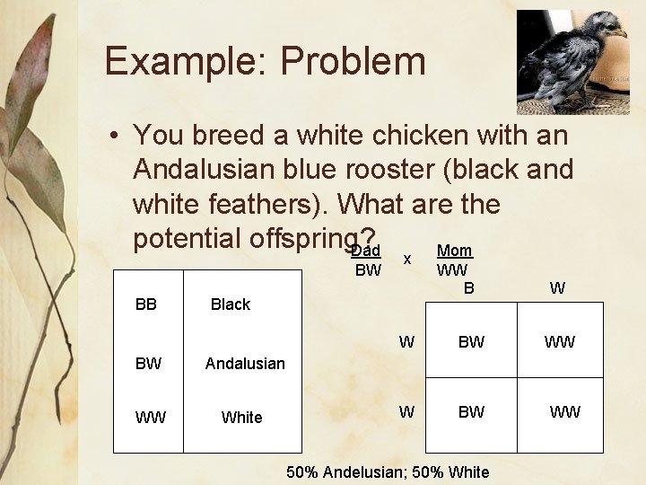 Example: Problem • You breed a white chicken with an Andalusian blue rooster (black