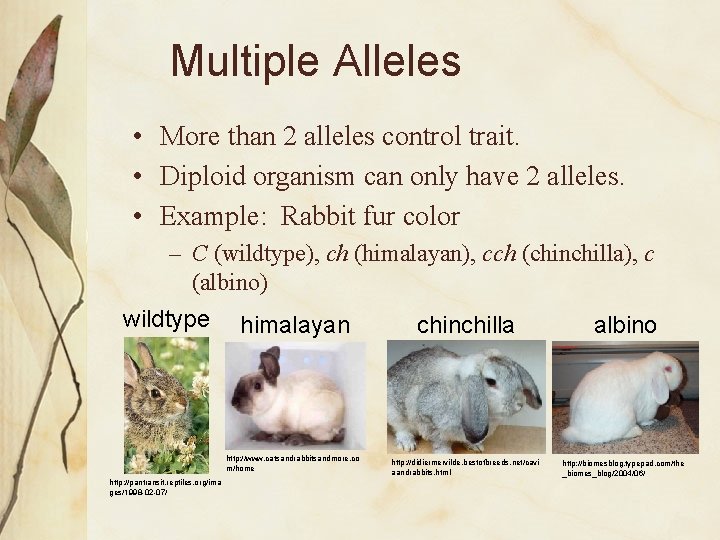 Multiple Alleles • More than 2 alleles control trait. • Diploid organism can only