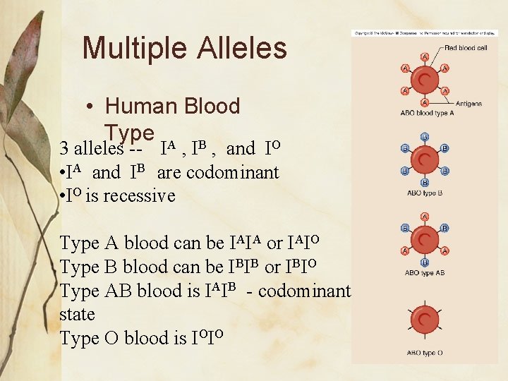 Multiple Alleles • Human Blood Type A B 3 alleles -- I , and