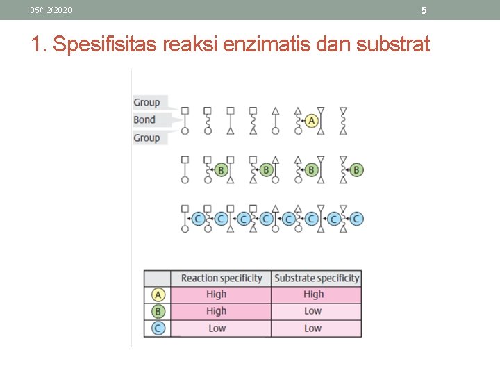 05/12/2020 5 1. Spesifisitas reaksi enzimatis dan substrat 